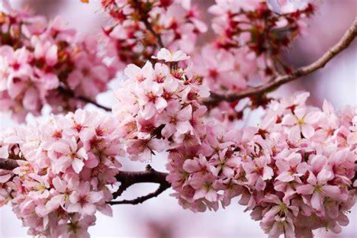 Blossom