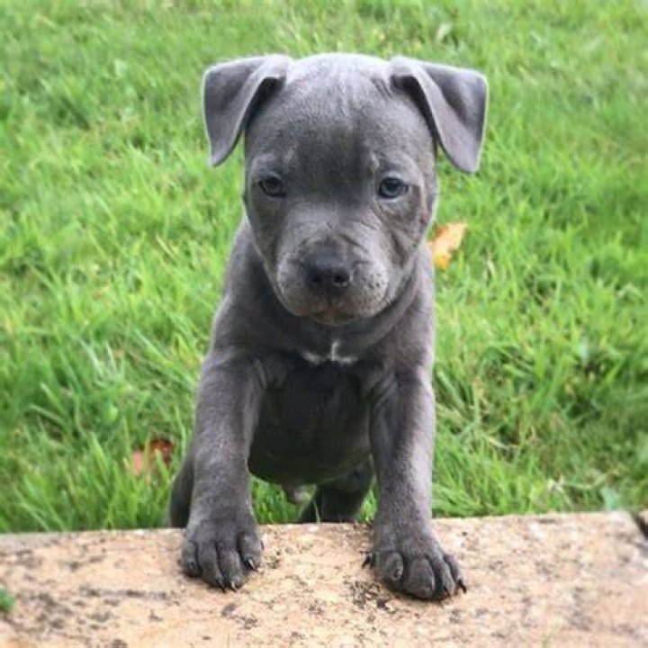 blue staffy pup! "Phoenix" Dogs. Pinterest Blue staffy pups