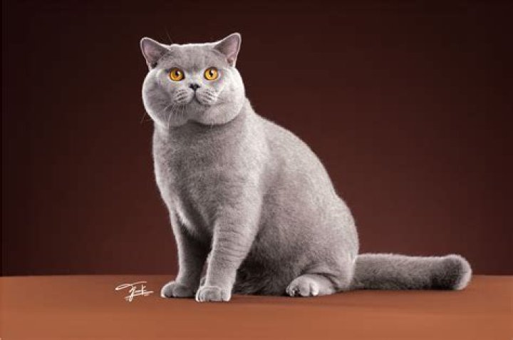 British shorthair cat with scoliosis makes the swoon Daily