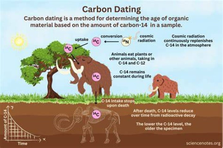 Carbon Dating and a Stuffed Raccoon (2018)
