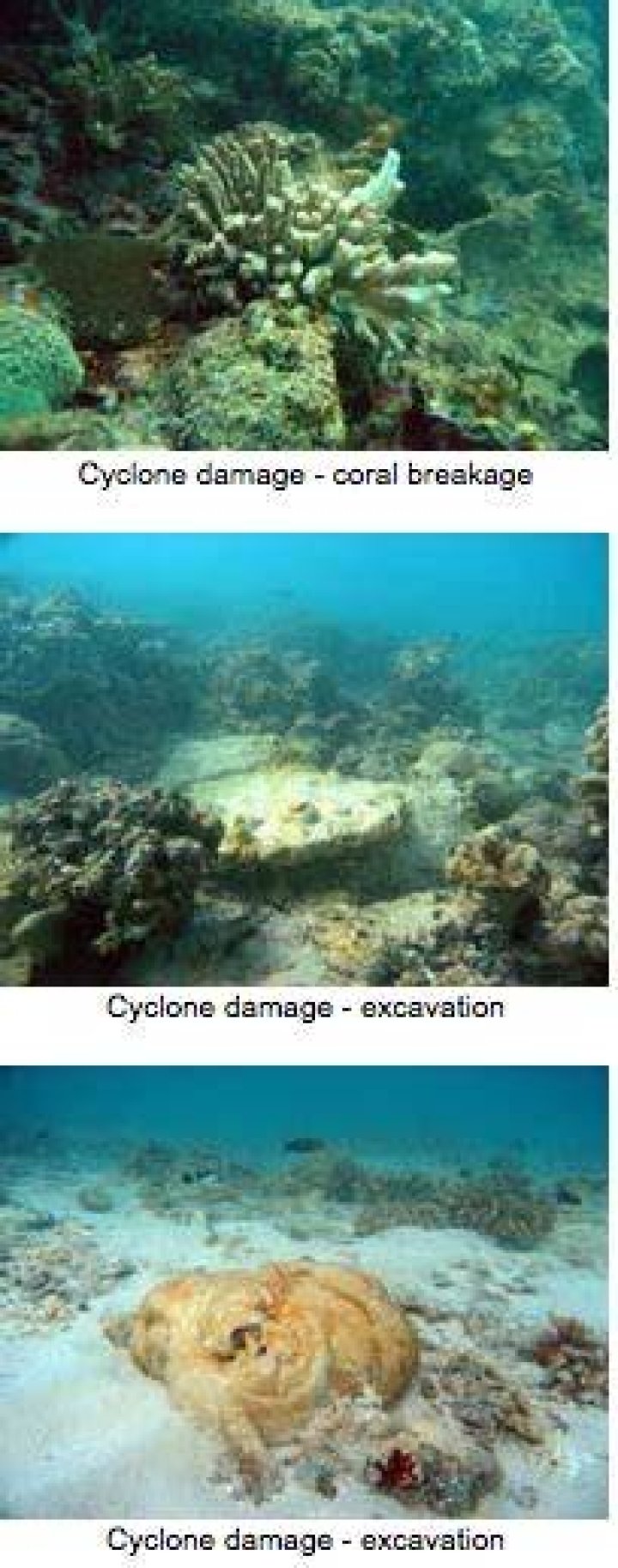 Cyclone Larry The Devastating Impacts Entegra Signature Structures