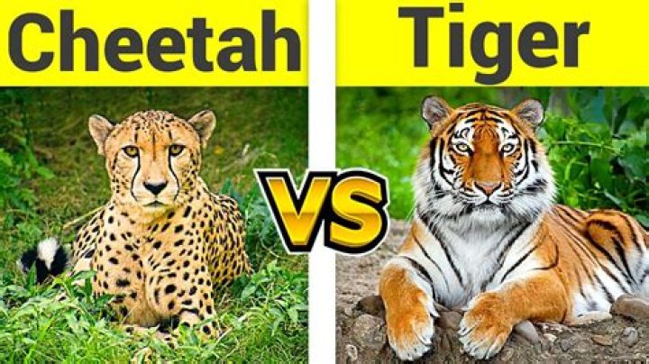 Difference Between Tiger and Cheetah Difference Camp