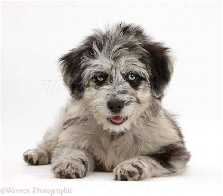 Dog Blue merle Cadoodle puppy photo WP40215