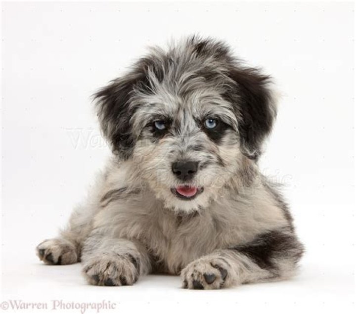 Dogs Blue merle Cadoodle puppy and Cavapoo photo WP40599