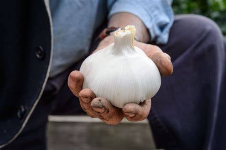 Giant garlic clove CookingBites Cooking Forum