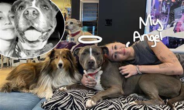 Miley Cyrus New Pit Bull After The Passing Of Her Beloved Mary