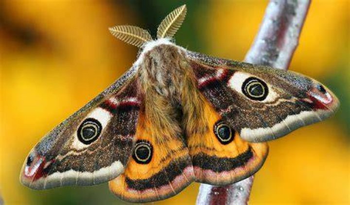 Moth stock image. Image of relaxing, grass, moth, blades 94965739