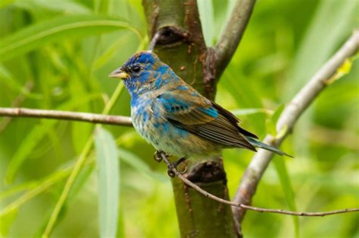Photographing Indigo Buntings and The Illusion of Seeing Blue