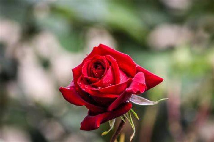 Rose 'Champagne' 3ft Standard Hello Hello Plants & Garden Supplies