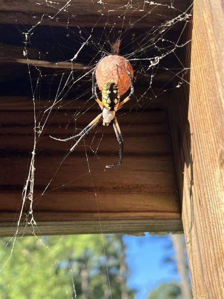 Sophie&rsquo;s Friendly Spiders Onwards and Upwards Publishers