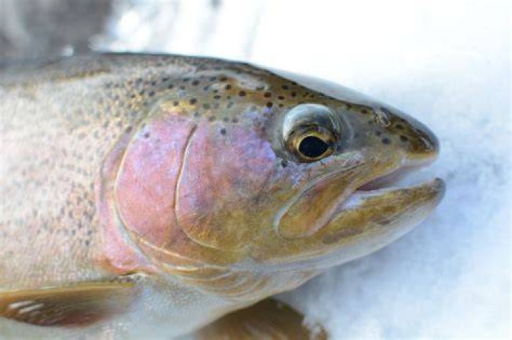 Tasmanian Couple Trout Video Twitter